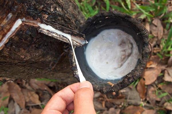 Filipinas busca reviver indústria de borracha natural 